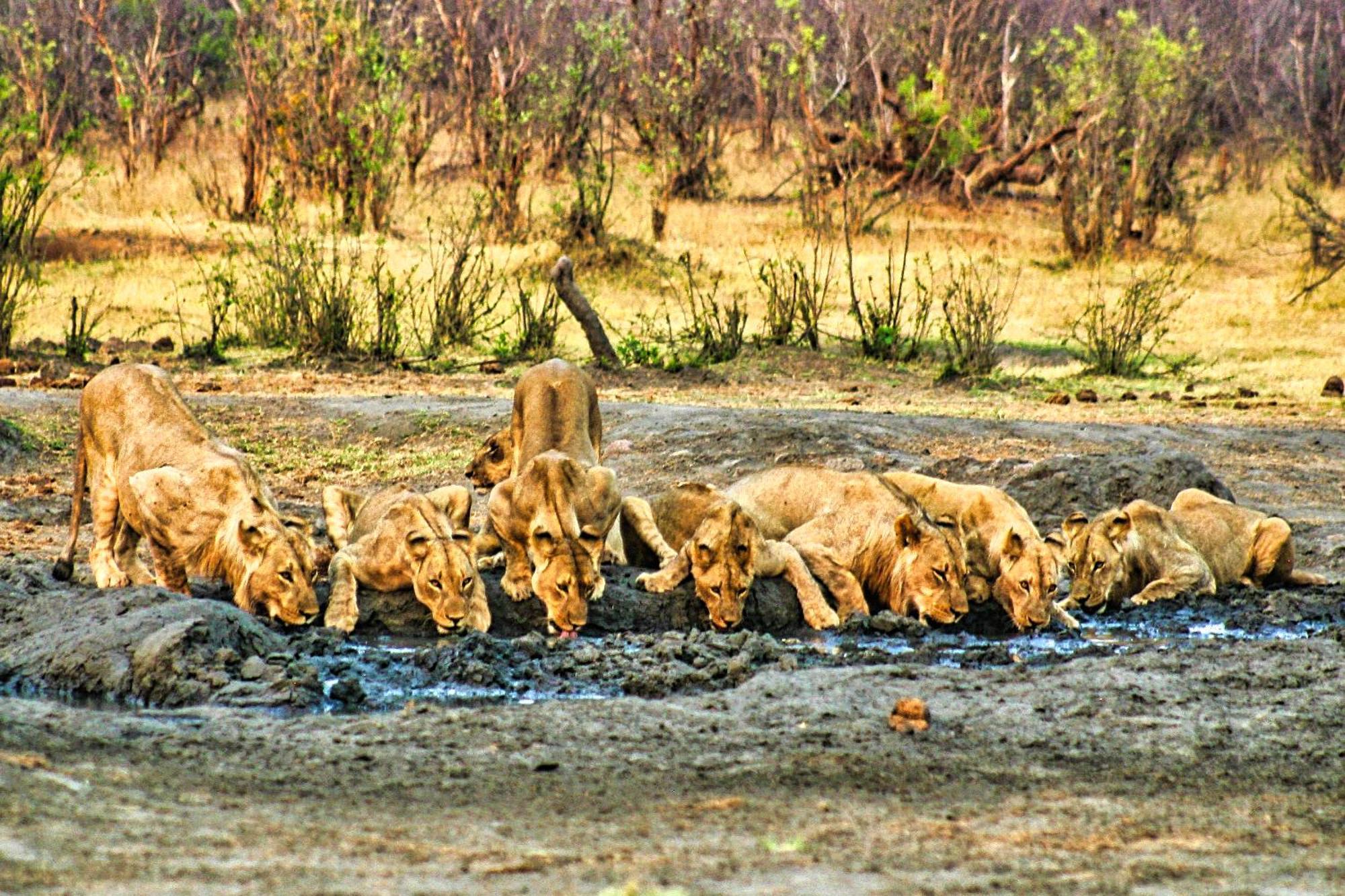 Room In Villa - Zambezi Family Lodge - Elephant Room Victoria Falls Ngoại thất bức ảnh